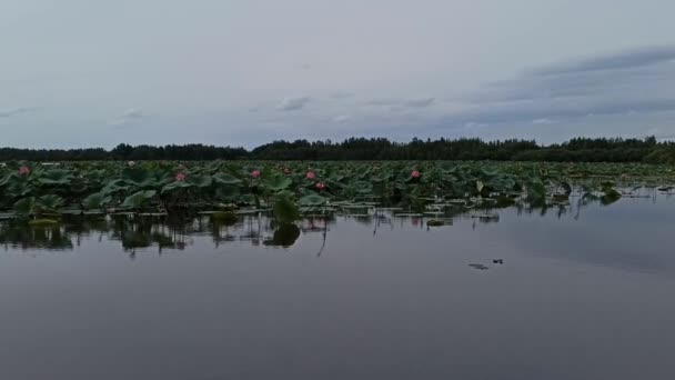 Krásné Jezero Lotosů — Stock video