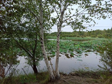 Göl kıyısındaki huş ağaçları Lotus çiçekleriyle