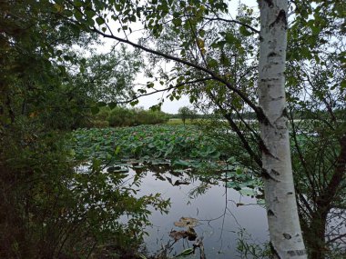 Göl kıyısındaki huş ağaçları Lotus çiçekleriyle
