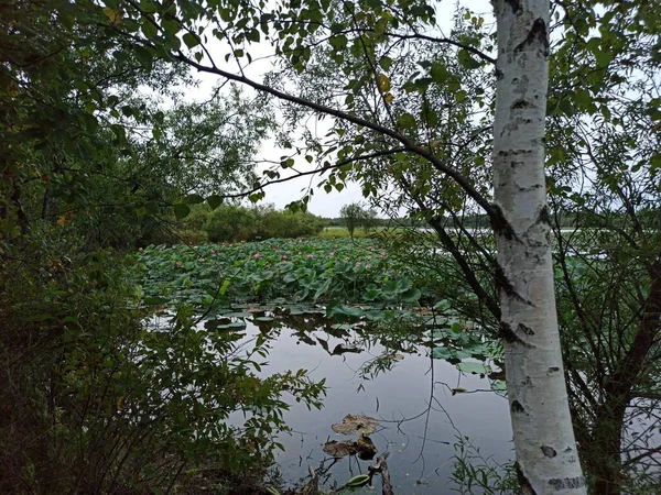 Göl kıyısındaki huş ağaçları Lotus çiçekleriyle