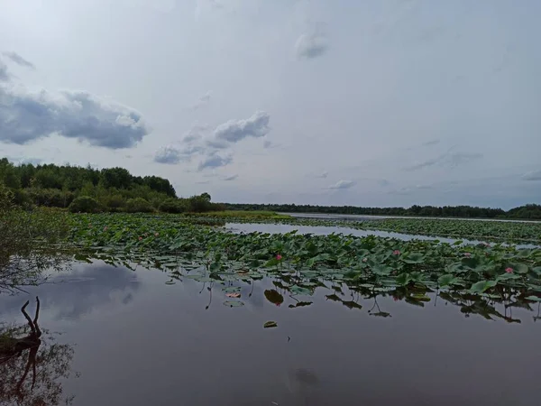 on the shore of the lake with Lotus flowers