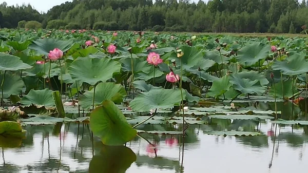 on the shore of the lake with Lotus flowers