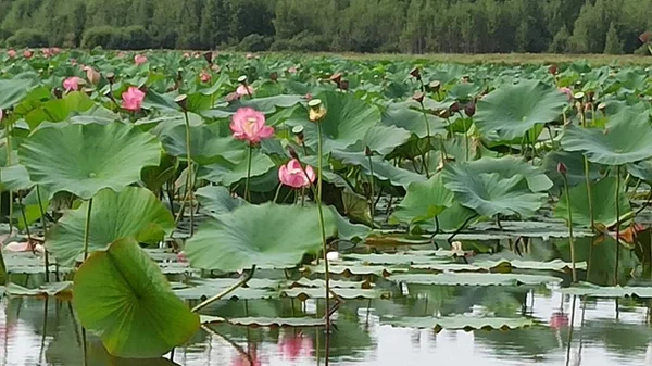 Sulla Riva Del Lago Con Fiori Loto — Foto Stock