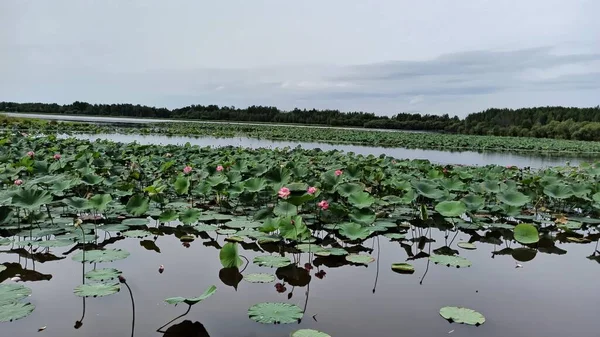 on the shore of the lake with Lotus flowers