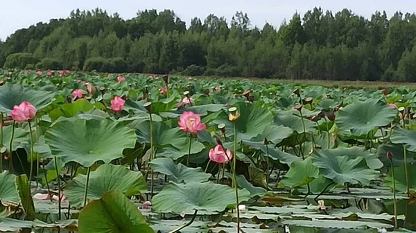 on the shore of the lake with Lotus flowers