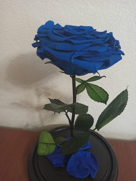 Blaue Rose Die Knospe Einer Schönen Blume — Stockfoto