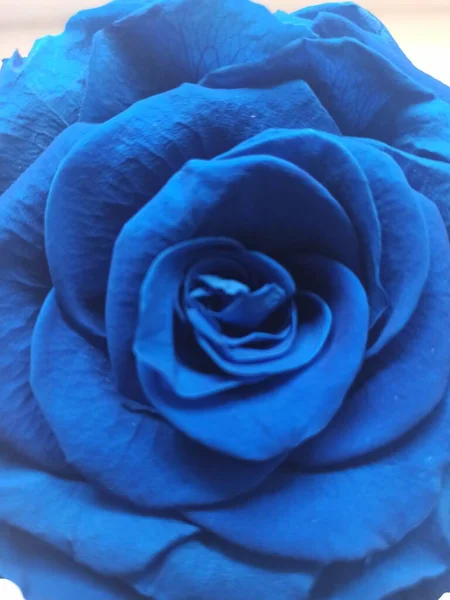 Rosa Azul Bud Uma Bela Flor — Fotografia de Stock