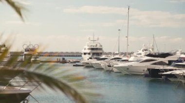 Palmiye ağaçları. Liman. Yat. Balık tutma