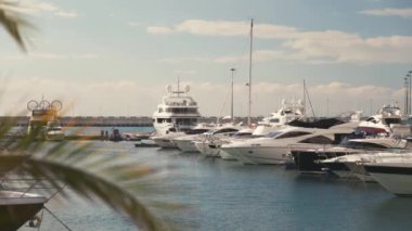 Palmiye ağaçları. Liman. Yat. Balık tutma