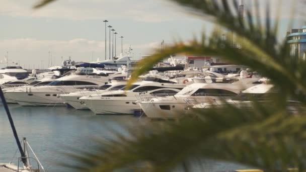 Palm Trees Sea Port Yacht Fishing — Stock Video
