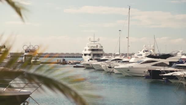 Des Palmiers Port Maritime Yacht Pêche — Video