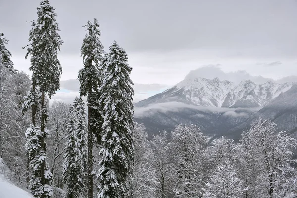 Сніг Накривав Ялинки Тлі Гірських Вершин Панорамним Видом Мальовниче Snowy — стокове фото