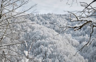 Karla kaplı ağaç dalları, mavi güneşli gökyüzü ve karlı ev çatısı.