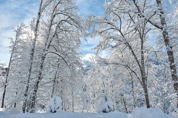 Заснеженные Ветви Деревьев Над Снежной Крышей Дома Голубым Солнечным Небом — стоковое фото