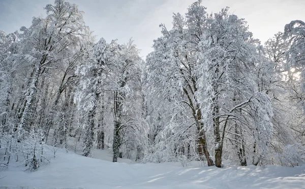 Лес После Сильного Снегопада Зимний Понамрамный Пейзаж Утро Зимнем Лесу — стоковое фото