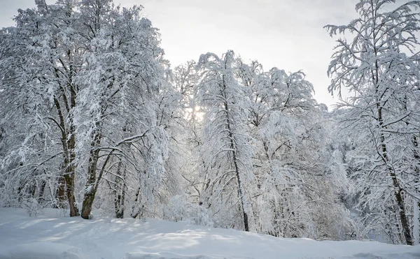 Лес После Сильного Снегопада Зимний Понамрамный Пейзаж Утро Зимнем Лесу — стоковое фото