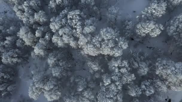 Sochi Rusia 2018 Estación Esquí Rosa Khutor Sochi Krasnaya Polyana — Vídeo de stock