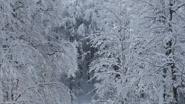 雲と雪の山リッジ渓谷空撮ケーブル車を持ち上げます 屋外の雪アルプス大自然観光ゴンドラ輸送冬 冬の標高の高いゴンドラ スキー ゴンドラ — ストック動画