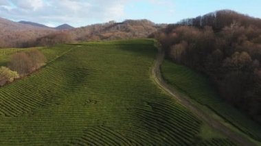 Uçuş çay plantasyon içinde. Krasnodar, Sochi, Rusya, uçak