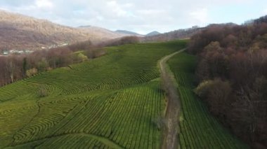 Uçuş çay plantasyon içinde. Krasnodar, Sochi, Rusya, uçak