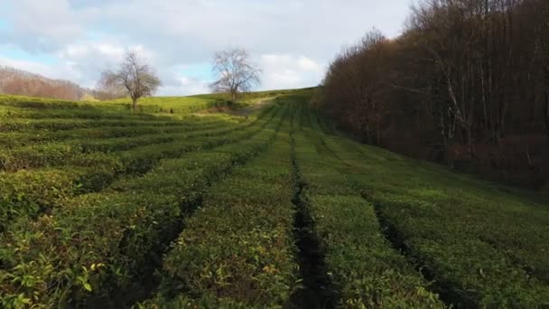 Lot Nad Plantacji Herbaty Krasnodar Sochi Federacja Rosyjska Drone — Wideo stockowe