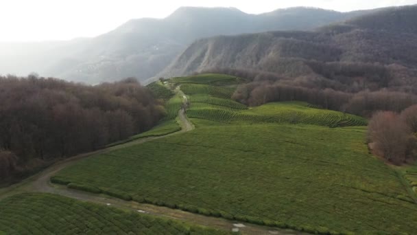 Repülés Alatt Tea Ültetvény Krasnodar Sochi Oroszország Drone — Stock videók