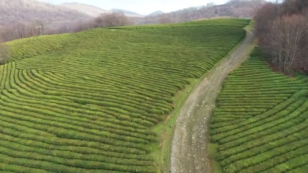 Flight Tea Plantation Krasnodar Sochi Russia Drone — Stock Video
