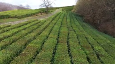 Uçuş çay plantasyon içinde. Krasnodar, Sochi, Rusya, uçak