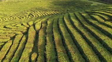 Uçuş çay plantasyon içinde. Krasnodar, Sochi, Rusya, uçak
