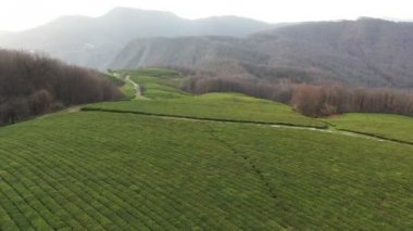 Uçuş çay plantasyon içinde. Krasnodar, Sochi, Rusya, uçak