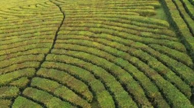 Uçuş çay plantasyon içinde. Krasnodar, Sochi, Rusya, uçak