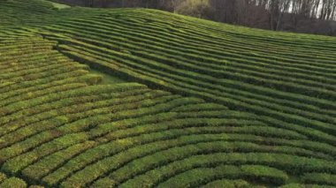 Uçuş çay plantasyon içinde. Krasnodar, Sochi, Rusya, uçak