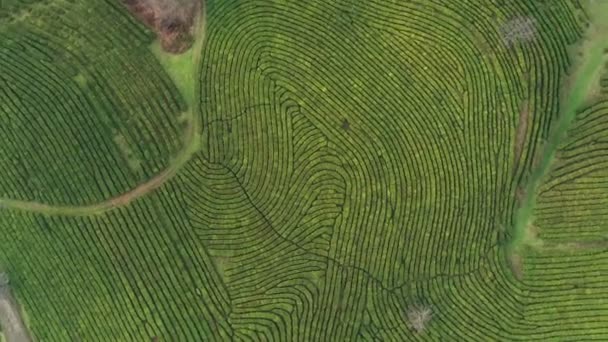 Vuelo Sobre Plantación Krasnodar Sochi Rusia Desde Dron — Vídeo de stock