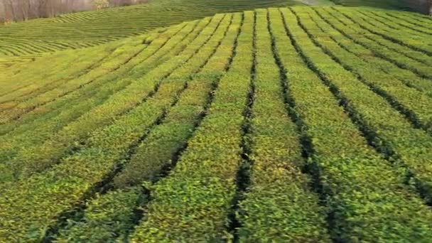 Flight Tea Plantation Krasnodar Sochi Russia Drone — Stock Video