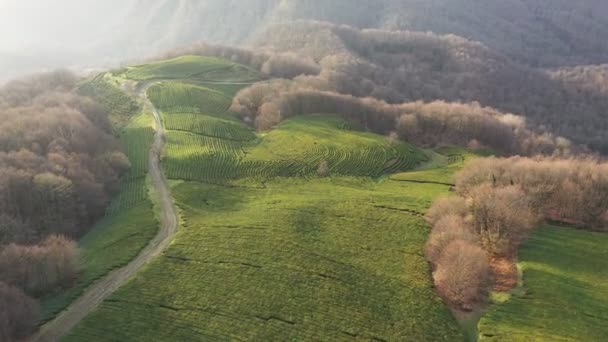 Zbor Peste Plantaţia Ceai Krasnodar Sochi Rusia Drone — Videoclip de stoc