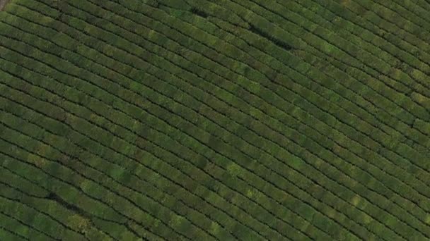 Vuelo Sobre Plantación Krasnodar Sochi Rusia Desde Dron — Vídeos de Stock