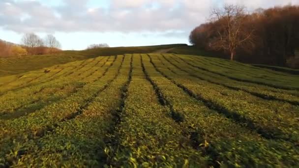 Voo Sobre Plantação Chá Krasnodar Sochi Rússia Drone — Vídeo de Stock