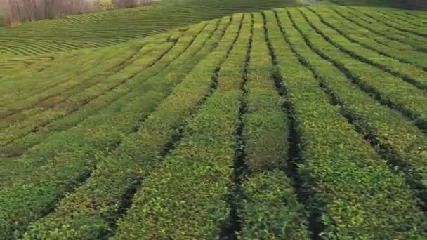 Flug Über Teeplantage Krasnodar Sotschi Russland Von Der Drohne — Stockvideo