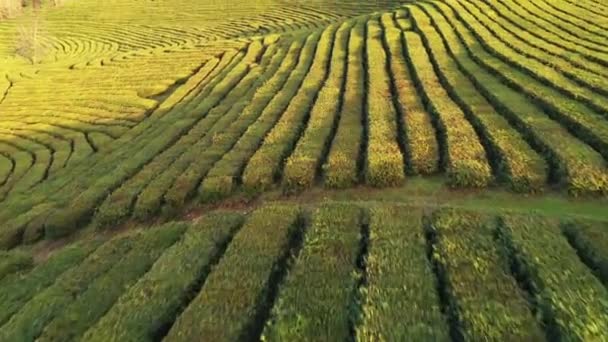 Vol Dessus Plantation Thé Krasnodar Sotchi Russie Drone — Video