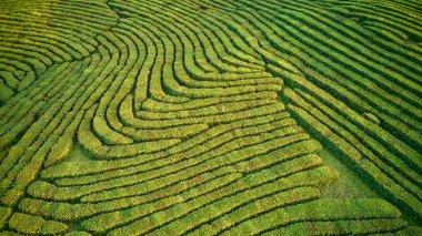 Yeşil çay çiftlik, drone çay plantasyon uçan üstten görünüm hava fotoğrafın drone üzerinden vurdu havadan görünümü