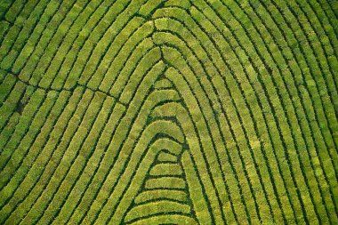 Yeşil çay çiftlik, drone çay plantasyon uçan üstten görünüm hava fotoğrafın drone üzerinden vurdu havadan görünümü