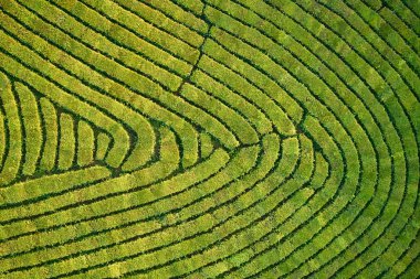 Yeşil çay çiftlik, drone çay plantasyon uçan üstten görünüm hava fotoğrafın drone üzerinden vurdu havadan görünümü
