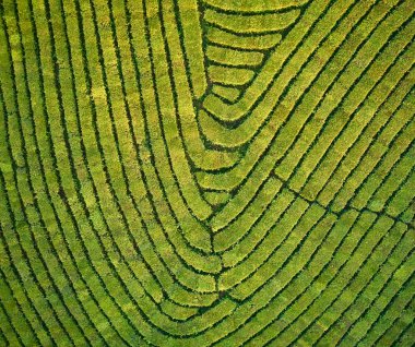 Yeşil çay çiftlik, drone çay plantasyon uçan üstten görünüm hava fotoğrafın drone üzerinden vurdu havadan görünümü