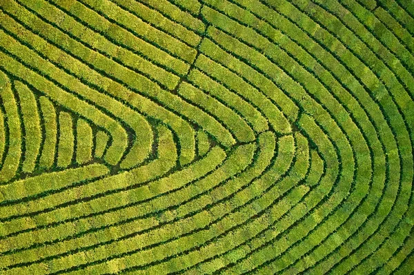 Vista Aérea Tomada Desde Dron Plantación Verde Foto Aérea Vista — Foto de Stock