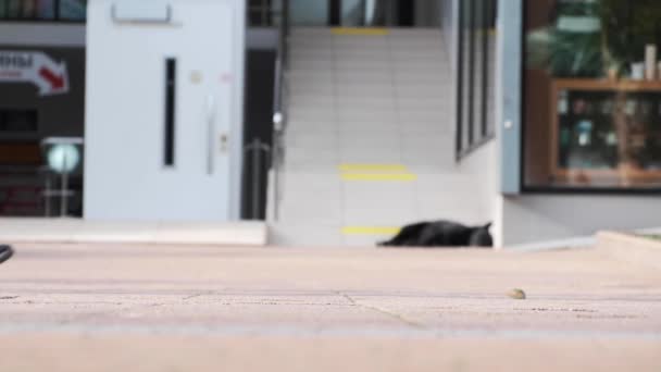 Massor Folk Som Går Gatan Närbild Crowd Feet Skjuten Trångt — Stockvideo