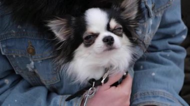 Genç kadın ile uyuyan bir chihuahua ya da oyuncak-korkunç sreet, mavi ceketli. Küçük köpek onun misstress internet sohbet sırasında rahatlatıcı. Closeup çekim.