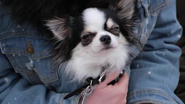 Mujer Joven Una Chaqueta Azul Sreet Con Chihuahua Dormido Juguete — Vídeo de stock