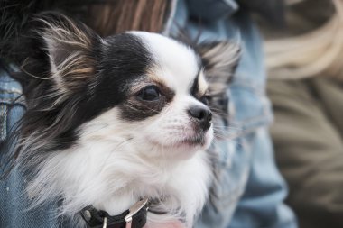 Mavi örme kumaş holding siyah chihuahua kollarında kadınla