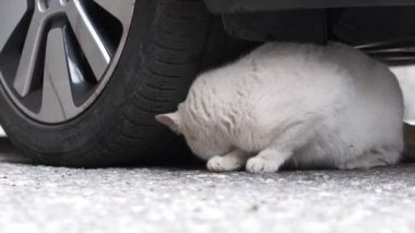 Araba, ağır çekim video amaçlayan karşı vahşi kedi losyonları