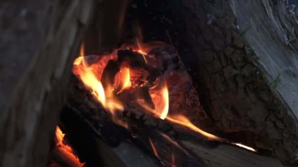 在萤火虫中生火 慢动作有中等尺寸火焰的壁炉的环形夹子 — 图库视频影像